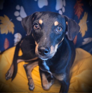picture of the dog needing adoption