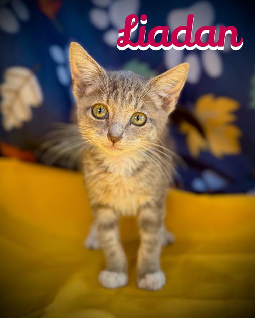 picture of the cat needing adoption