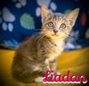Liadan