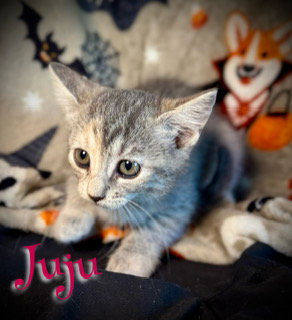 picture of the cat needing adoption