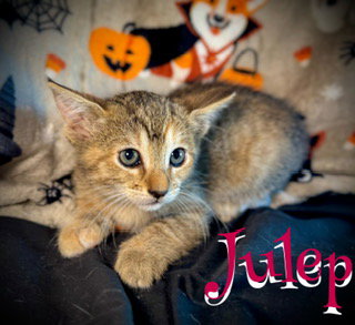 picture of the cat needing adoption