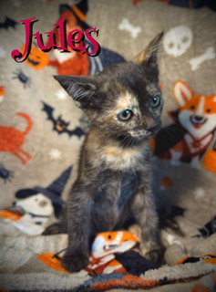 picture of the cat needing adoption