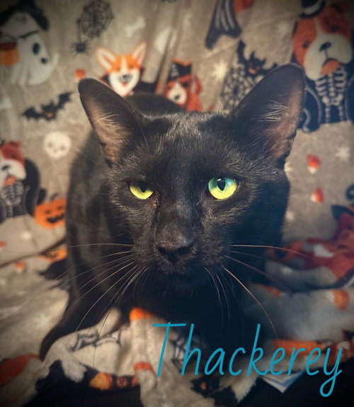 Thackerey