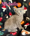 Michelin aka Bear