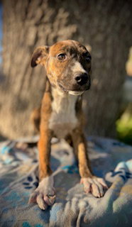 Bellamy- Puppy #1 (Stray Litter #2/ 2025)