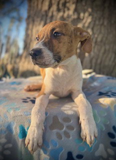 Brad- Puppy #3 (Stray Litter #2/ 2025)