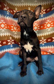 Brily- Puppy #2 (Stray Litter #2/ 2025)