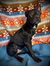 Brily- Puppy #2 (Stray Litter #2/ 2025)