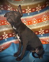 Brily- Puppy #2 (Stray Litter #2/ 2025)