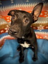 Brily- Puppy #2 (Stray Litter #2/ 2025)