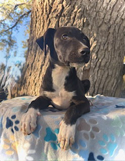 Bryson- Puppy #4 (Stray Litter #2/ 2025)