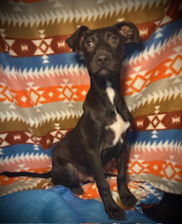 Baylor- Puppy #6 (Stray Litter #2/ 2025)
