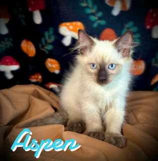 Aspen