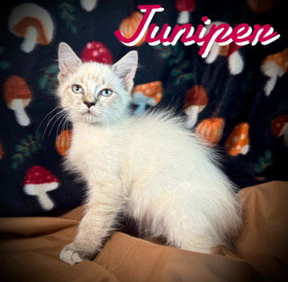 Juniper
