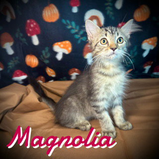 Magnolia