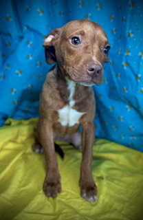Reba- Puppy #1 (ACAC Litter #10/ 2025)