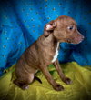 Reba- Puppy #1 (ACAC Litter #10/ 2025)