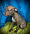 Reba- Puppy #1 (ACAC Litter #10/ 2025)
