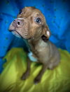 Reba- Puppy #1 (ACAC Litter #10/ 2025)