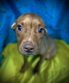 Reba- Puppy #1 (ACAC Litter #10/ 2025)