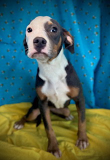 Tammy- Puppy #2 (ACAC Litter #10/ 2025)