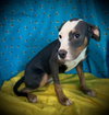 Tammy- Puppy #2 (ACAC Litter #10/ 2025)