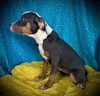 Tammy- Puppy #2 (ACAC Litter #10/ 2025)