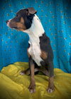 Tammy- Puppy #2 (ACAC Litter #10/ 2025)