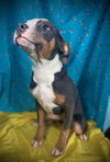 Tammy- Puppy #2 (ACAC Litter #10/ 2025)