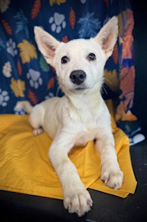 Bolt (Vanilla Ice)
