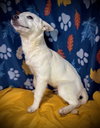 Bolt (Vanilla Ice)
