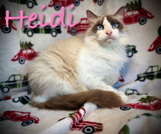 Heidi