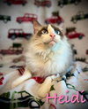 Heidi