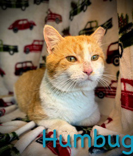 Humbug