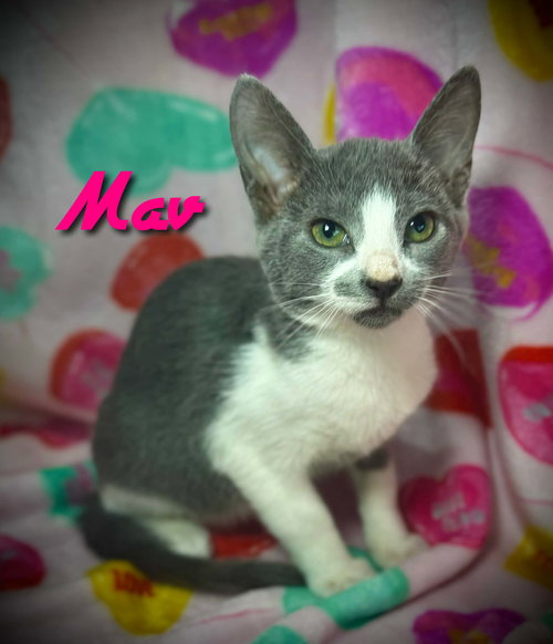 Mav