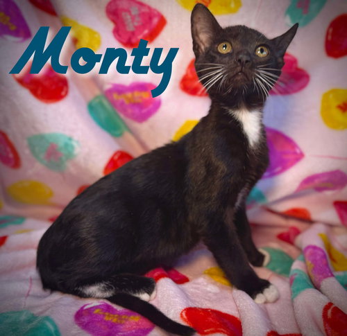 Monty