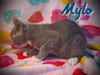 Mylo