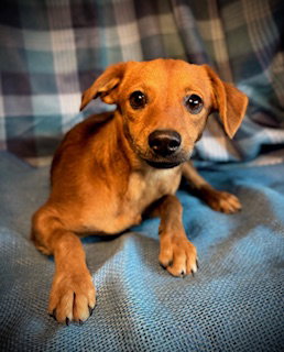 Sunkist- Puppy #1 (CoPAC Litter #9/2025)