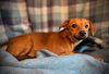 Sunkist- Puppy #1 (CoPAC Litter #9/2025)