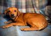 Sunkist- Puppy #1 (CoPAC Litter #9/2025)