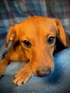 Sunkist- Puppy #1 (CoPAC Litter #9/2025)