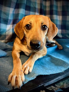 Fanta- Puppy #2 (CoPAC Litter #9/2025)