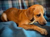 Fanta- Puppy #2 (CoPAC Litter #9/2025)