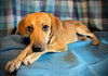 Fanta- Puppy #2 (CoPAC Litter #9/2025)