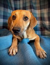 Fanta- Puppy #2 (CoPAC Litter #9/2025)