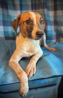 Sprite- Puppy #3 (CoPAC Litter #9/2025)