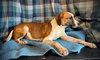 Sprite- Puppy #3 (CoPAC Litter #9/2025)