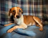 Sprite- Puppy #3 (CoPAC Litter #9/2025)