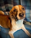 Sprite- Puppy #3 (CoPAC Litter #9/2025)