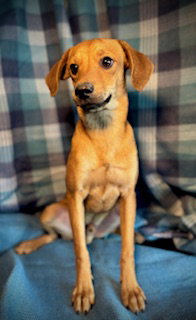 Crush- Puppy #4 (CoPAC Litter #9/2025)